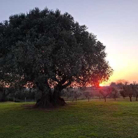 Agriturismo Il Vecchio Olivo Castagneto Carducci Exteriér fotografie