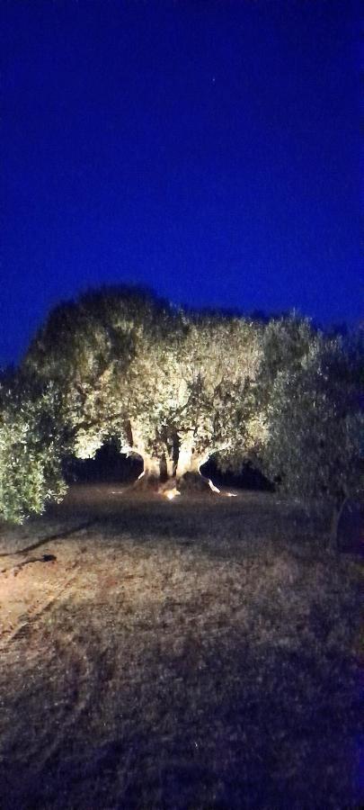 Agriturismo Il Vecchio Olivo Castagneto Carducci Exteriér fotografie