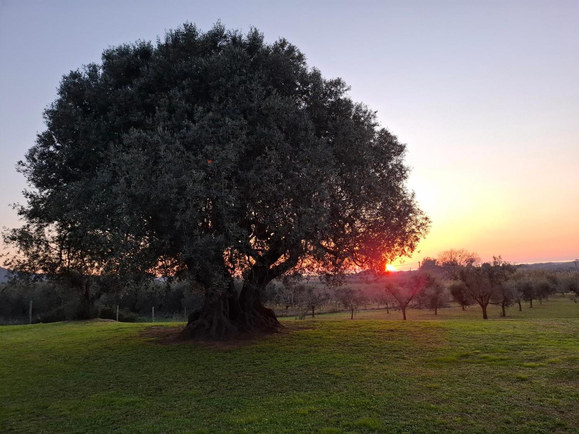 Agriturismo Il Vecchio Olivo Castagneto Carducci Exteriér fotografie